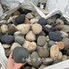 隴南武都區米黃色鵝卵石變壓器濾油池廠家批發供應