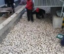 青岛莱西市高铁沿线变电所鹅卵石米黄色鹅卵石供应商图片