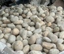 哈密地区哈密市米黄色鹅卵石电力部门鹅卵石供应图片