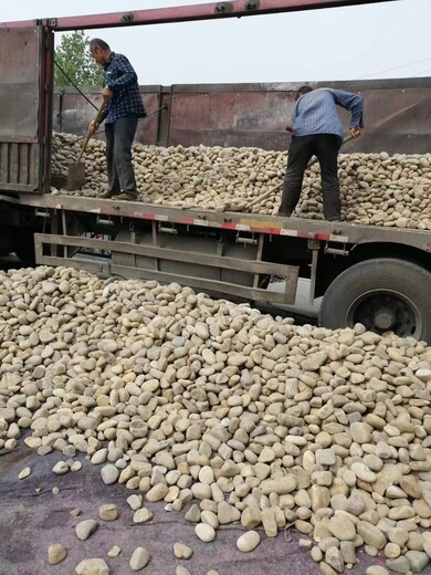 鄭州二七區(qū)高鐵沿線變電所鵝卵石米黃色鵝卵石廠家批發(fā)