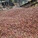 揭陽鵝卵石鵝卵石8-10公分電力變壓器鵝卵石濾料規格多樣供應