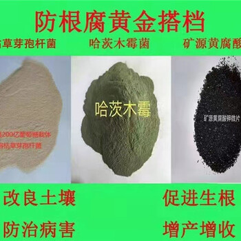 防治根腐烂根大姜微生物复合菌剂根部急救120