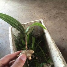 白芨