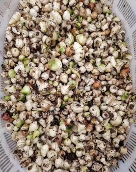 毛慈菇種苗