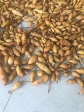 姜黄种苗黄丝郁金