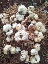 优产龙牙百合种球免费提供种植技术加工回收成品鲜货药食两用口感脆甜