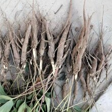 优产白芍种苗，免费提供种植技术，加工回收成品鲜货