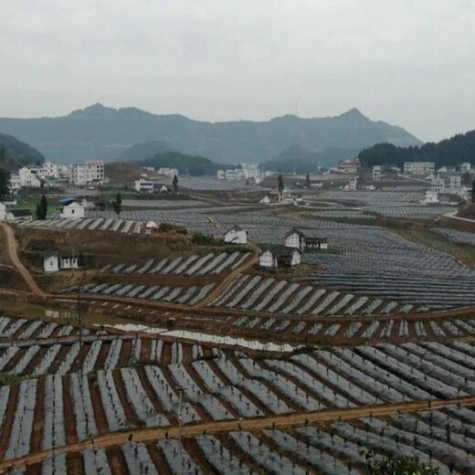 果农使用除草布涉县晨pe防草布生产厂家,盖草布