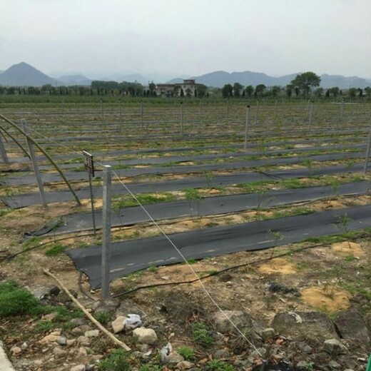 龙南县防草布除草布果园除草布厂家