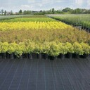 pp90克蓋草布,上海果園除草布免費寄樣