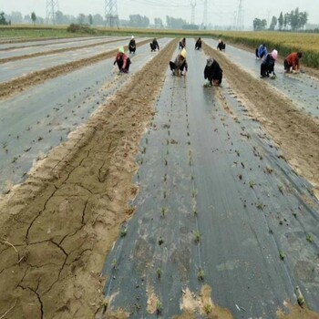 果園防草布多少錢(qián)一平方