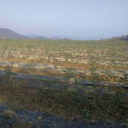 90克pp山西防草布除草布編織布批發廠家