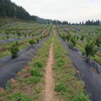 防草布果园除草布防草效果好投资低农民除草产品