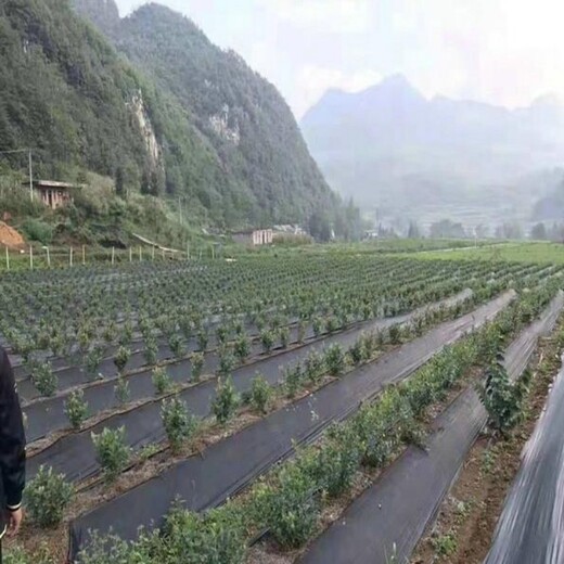 销售pe防草布除草布果园防草布园林除草布