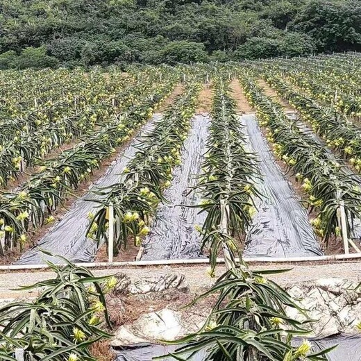 邳州市防草布果园防草布材料介绍，除草布