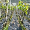孝感市pe90克果園防草布除草布蓋草布批發(fā)