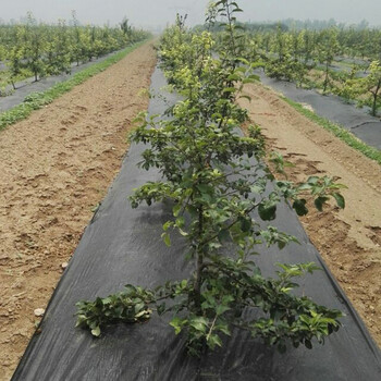 农用防草布价格除草布批发盖草布厂家价格打电话联系厂家