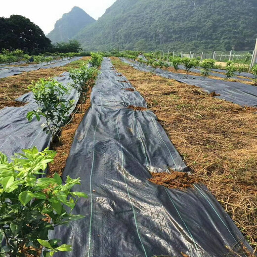 果树pe防草布一亩多少钱除草布盖草布