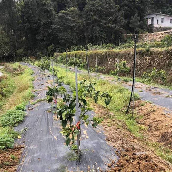 云南保山除草布厂家-柑橘园防草布除草