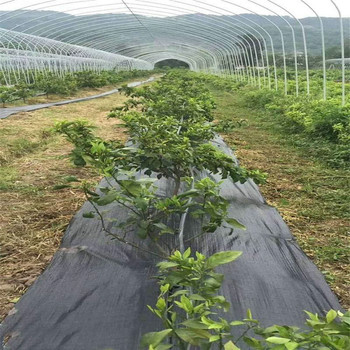 除草布pe防草布作用果园防草布图片