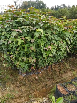 楓香杯苗種植基地楓香杯苗價(jià)格哪里便宜楓香袋苗產(chǎn)地在哪