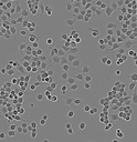 Ana-1小鼠巨噬細胞百歐博偉生物細胞系