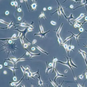 SV40MES13小鼠腎小球系膜細(xì)胞百歐博偉生物