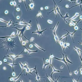 HBVSMC人腦血管平滑肌細(xì)胞百歐博偉生物
