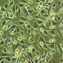 LICCF人肝內(nèi)膽管癌細(xì)胞百歐博偉生物細(xì)胞系