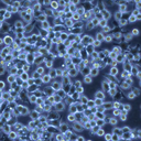 Caloramatoruzoniensis百歐博偉生物細(xì)胞系