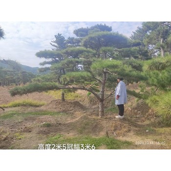 浙江地區(qū)出售造型松10-50公分古松