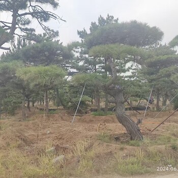 大量景松出售
