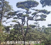 造型松基地常年供应10-50公分造型油松，古松