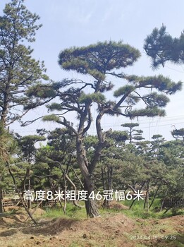 造型松基地常年供應(yīng)10-50公分造型油松，古松