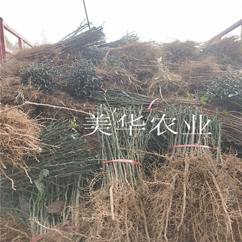 枸橘苗80高枸橘樹苗枸橘苗價格