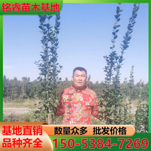 北海道黄杨树苗1.5米北海道黄杨价格四季常青不落叶