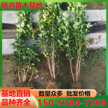 高度1.5米1.8米2米北海道黃楊樹苗北海道黃楊價(jià)格