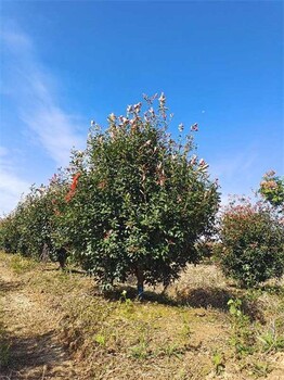 3米紅葉石楠樹價(jià)格，叢生石楠報(bào)價(jià)表