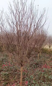 河北8公分紫薇樹基地價格