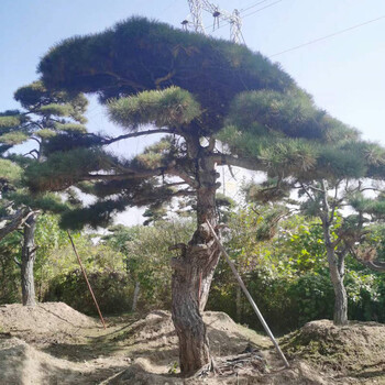 泰安造型松，泰山迎客松，庭院景觀松，庭院綠化苗木