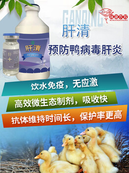 鴨肝抗體保護率低，反復發作怎么解決？