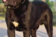 卡斯罗狗崽怎么卖卡斯罗犬价格图片小卡斯罗犬饲养技术