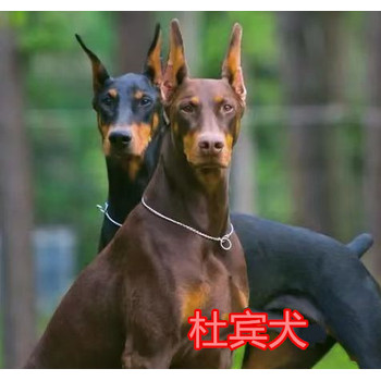 纯种卡斯罗犬多少钱一条卡斯罗犬幼犬图片