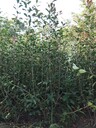 紅葉石楠基地批發(fā)紅葉石楠綠籬供應(yīng)紅葉石楠杯苗