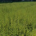 亮晶女貞12杯，16杯亮晶女貞基地，亮晶女貞批發(fā)亮晶女貞球