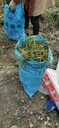 紅花蔥蘭基地批發(fā)蔥蘭小苗價格蔥蘭工程苗子四川蔥蘭批發(fā)價