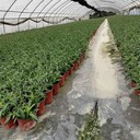 四川石竹批發(fā)基地歐石竹杯苗高桿石竹價格常夏石竹基地