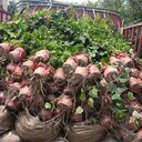 燈籠花批發(fā)基地1-3米燈籠花價(jià)格紅花燈籠花基地自產(chǎn)自銷燈籠花