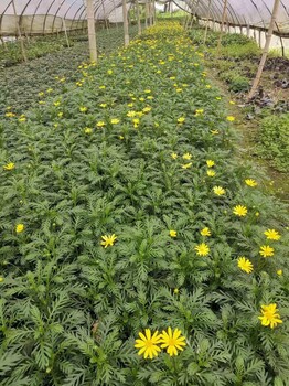 黃金菊批發(fā)基地四川黃金菊小杯黃金菊16杯批發(fā)價黃金菊工程苗