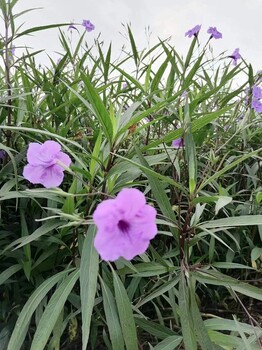 翠蘆莉基地批發(fā)20-40公分翠蘆莉杯苗翠蘆莉批發(fā)